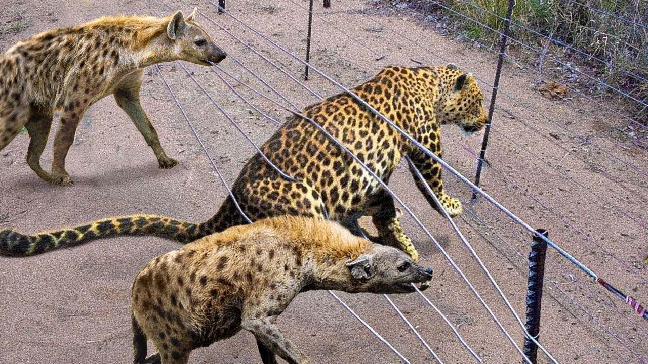 100 Unbelievable Animals That Saved Other Animals - YouTube