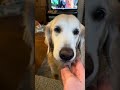 Bentley and Teddy eat sushi #goldenretriever