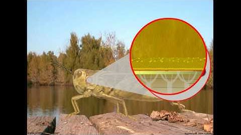 Insect Exoskeleton: Structure and Molting