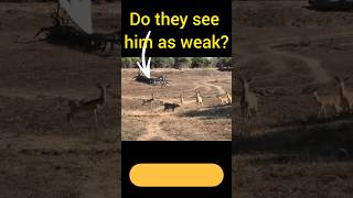 leopard vs antelope #animals #trending #animalfight