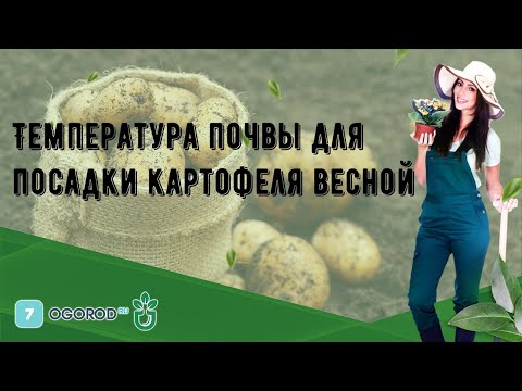 Температура почвы для посадки картофеля весной