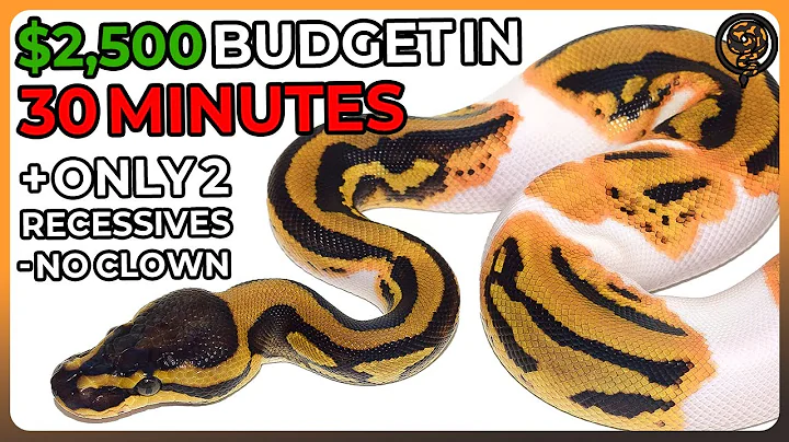 Building a $2500 Ball Python Budget but I can only use 2 Recessives!