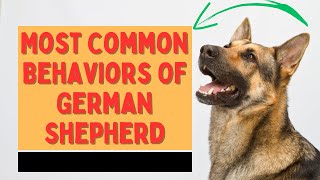 Understanding German Shepherd Behavior: What Does It Mean?