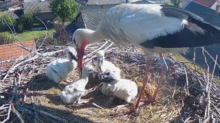 White Storks (Ságvár, Hungary) | Sibling steal foods from youngest storks chick | May 22, 2024