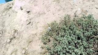 Airsoft 4/26/2015: BB Wars Battlefront at Code Red