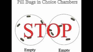 simulation of pill bugs in a simple choice chamber
