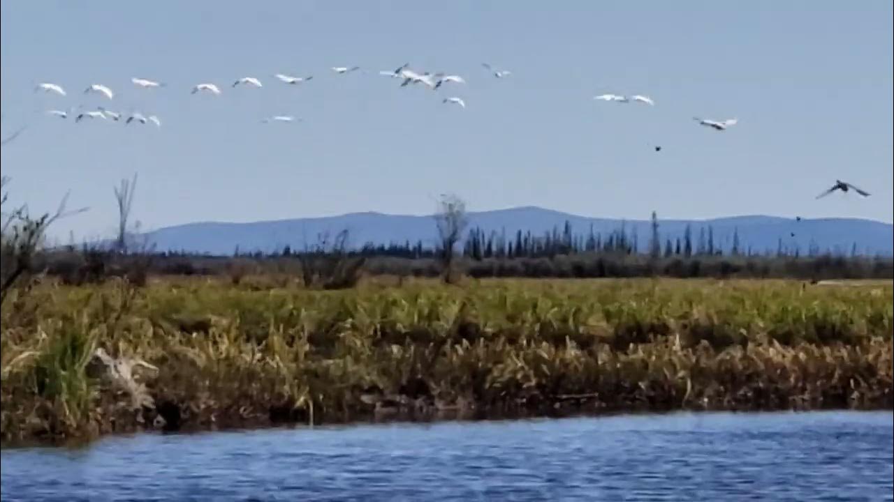 Trumpeter Swans Minto Flats Alaska. 2022 YouTube