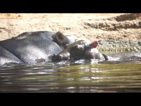 El bebé hipopótamo de BIOPARC Valencia se llamará Gori