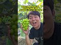 못 먹어본 사람들 위해맛있는 초락팜 샤인머스켓, 알고리즘에 나타나기로 마음먹음 🍇#샤인머스켓 #초록포도 #초락팜 #초락포도 #청년농부 #경산포도#fruit #알고리즘 #릴스 #쇼츠