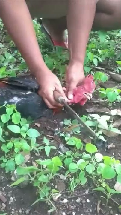 Cara Menyembelih Ayam Dengan Baik dan Benar