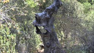Wild Horse Trail, Agua Tibia, Cleveland National Forest Net Worth