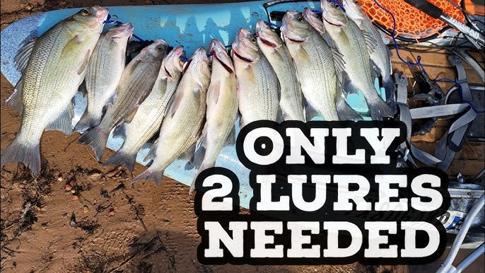 5 BEST White Bass Lures! These will Catch Them! 