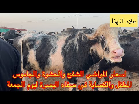 بورصة اسعار المواشي الجاموس بأنواعه الشفج والحشوة والجاموس المطفل والكصابة في صفاه البصرة