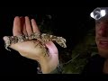 The cape melville leaf tailed gecko  abc news
