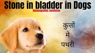 Stone in bladder in dogs । homeopathic medicine । कुत्तों मे पत्थरी । होमियोपैथी मेडिसिन। by Durabull kennel 54 views 3 months ago 5 minutes, 17 seconds