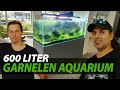 Xxl showbecken einrichten  600 liter garnelenaquarium  garnelio aquarium mit lukhaup  hoyer