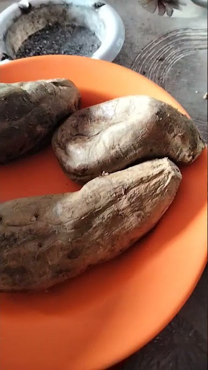 KOPI SAMA REBUSAN UBI JALAR || KULINER COCOK TERIK PANAS