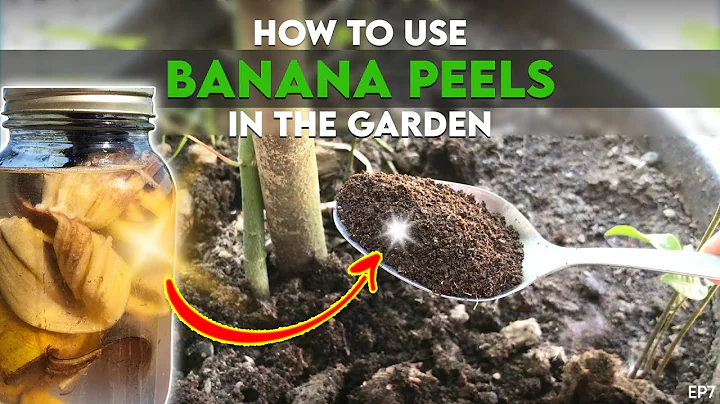 HOW TO MAKE BANANA PEEL FERTILIZER | RECYCLING YOU BANANA PEELS | QUICK AND EASY GUIDE | AML EP07