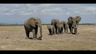 Kenya, Amboseli National Park herd of Elephant how I saw on my vacation