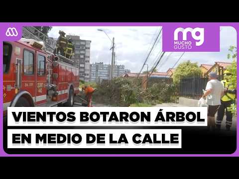 Frontal system: Wind knocks tree into the middle of the street in La Serena | Mucho Gusto