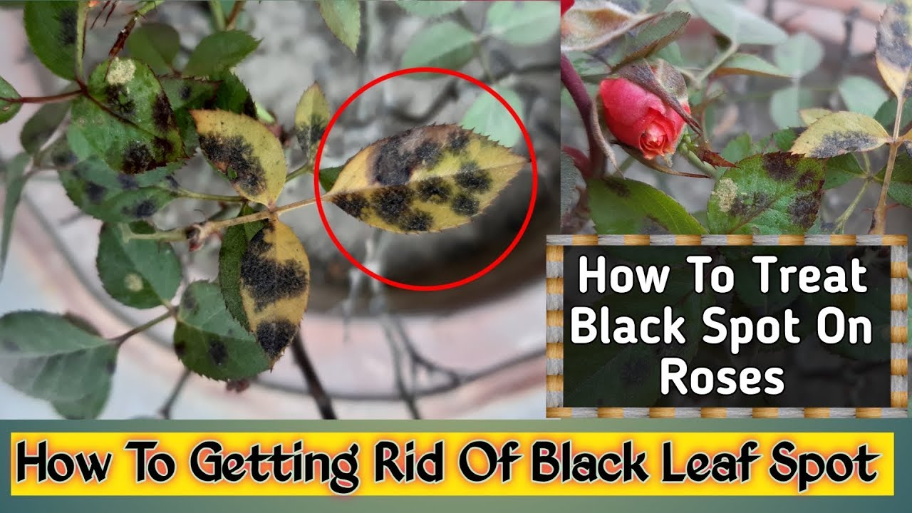 How To Treat And Prevent Black Spots On Roses How To Getting Rid Of