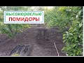 Высадка РАССАДЫ высокорослых  ПОМИДОР с закрытой корневой системой