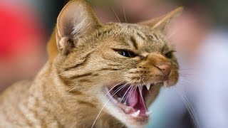 Cat Sound | Cat voice | Cats meowing to attract Kittens by Animal Voice 2,116 views 3 weeks ago 3 minutes