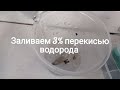 Обработка черепа голубя