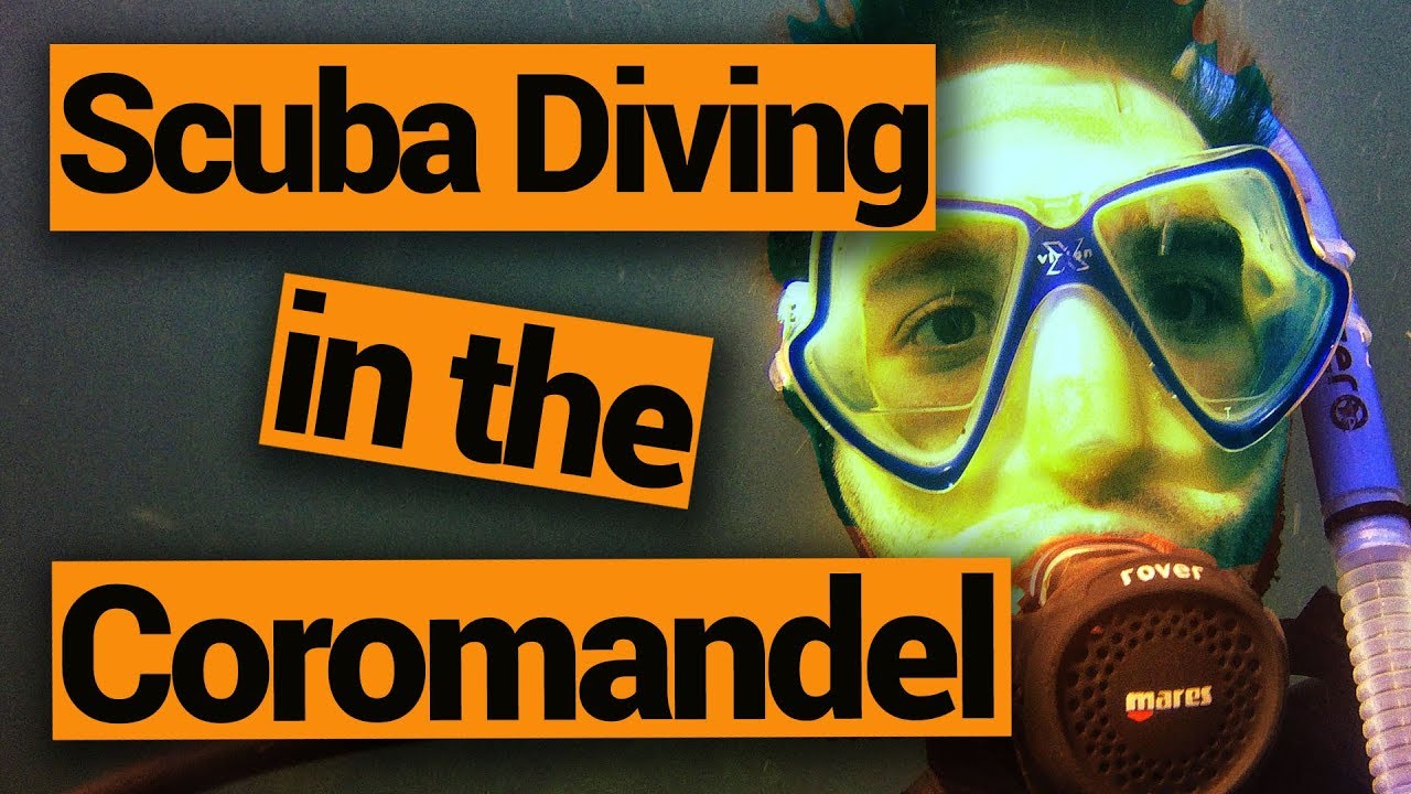 🤿 Scuba Diving in the Coromandel with Dive Zone Whitianga New Zealand