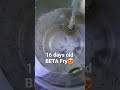 BETA FISH FRY || BETA FISH BREEDING|| MALE BETA FISH || BETA FISH FRY DAY #betafish #betafishfry
