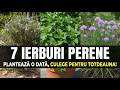 7 Ierburi Perenne Care Cresc Ca Buruienile! Plantează O Dată, Recoltează Pentru Totdeauna!