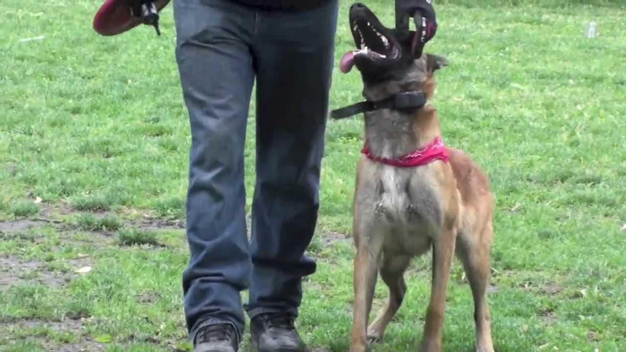 Fully Trained Dog YouTube Fully Trained Dog YouTube