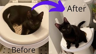 HOW TO TOILET TRAIN YOUR CAT- Using Citikitty.