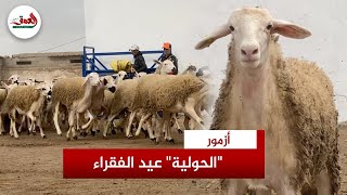 الحولية عيد الفقراء.. وأسعارها تبدأ من 2250 درهم