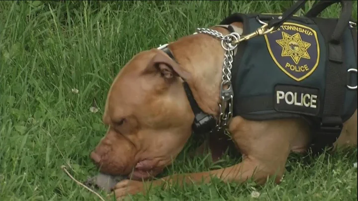 Meet Leonard: Ohios first pit bull police officer