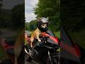 Chihuahua Adventures in AI Land (Motorcyclist)