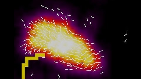 Bird Flocking Simulator