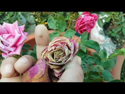 वीडियो: क्या गुलाब में फीलिंग्स होती हैं?