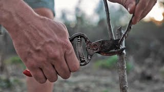 Expert Gardening Secrets To Keep Fruit Trees Small! Pruning Tips and Tricks for Small Space Gardens