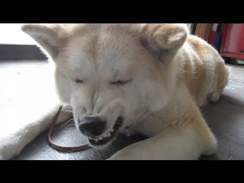 おもしろ犬 世界の変な犬大集合 最強変顔特集 Youtube
