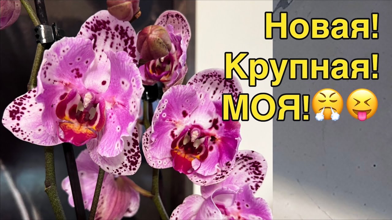 Бывшая любовница бывшего мужа нашла меня и здесь! 🤷🏼‍♀️