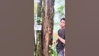 JALUR PUNCAK PESAWARAN 1662mdpl. #pendakilampung #pendaki #pesawaranlampung #lampung #kedondong