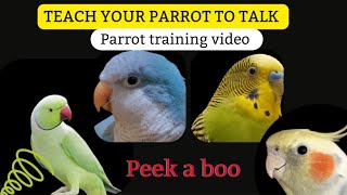 Teach Your Parrot to Talk | Peeka boo | Parrot Teaching Video | Quaker Parrot Talking