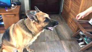 Walcott the German shepherd eat raw beef in slow motion. For 10000 subscribe, I will take him to spa