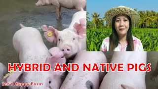 BACKYARD RAISING OF HYBRID AND NATIVE PIGS I SIMPLE LIFE IN THE FARM I JENS HAPPY FARM