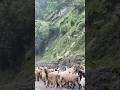 How many creatures are in a video? #youtube #viral #trending #nature #creature #love