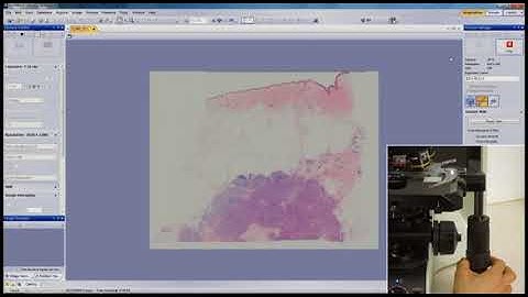 cellSens: Real-time Panoramic Imaging