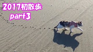 お散歩猫ネコ吉、浜辺で砂だらけに　Waking Cat, Neko-kichi Got Covered with Sand