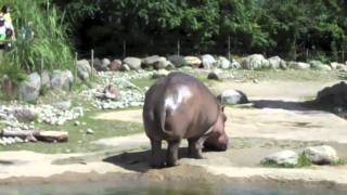 Hippo Butt Explosion - NORMAL, SLOW, AND FAST