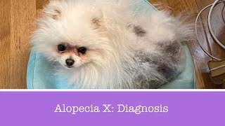 Diagnosing Alopecia X in Pomeranians  Part 1